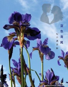 蓝色鸢尾