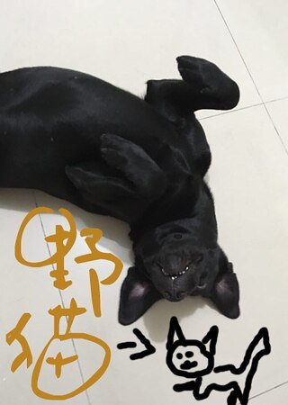 野猫